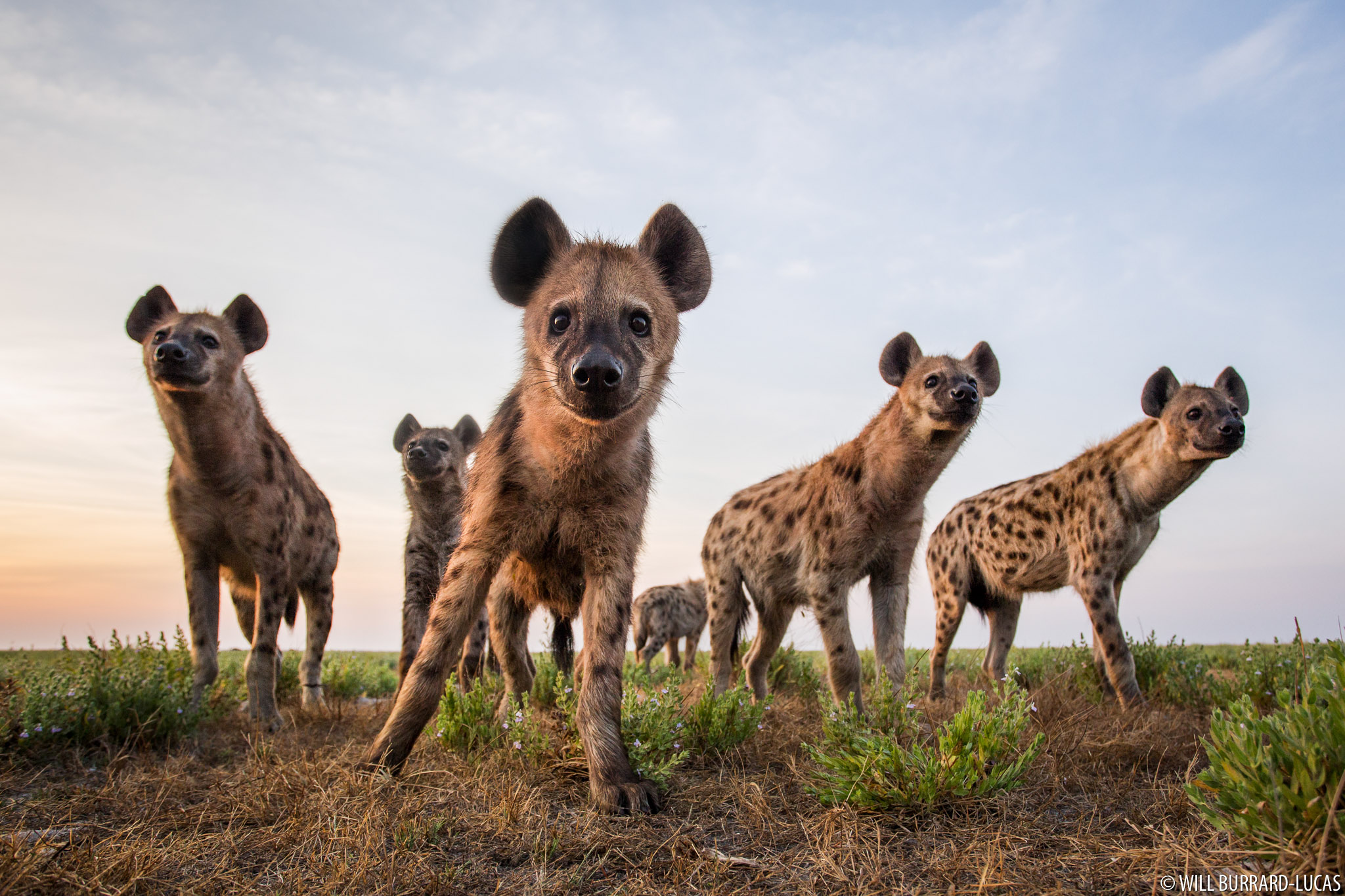 Spotted hyena clan, Liuwa Plain