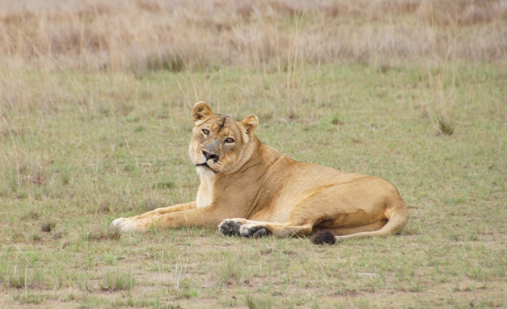 Lion on Liuwa Plain, Lady Liuwa legacy