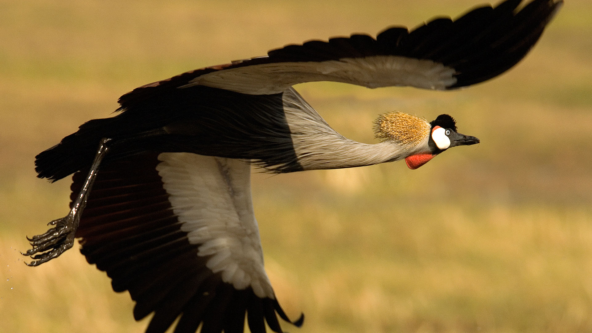 Grey crowned crane, Liuwa Plain