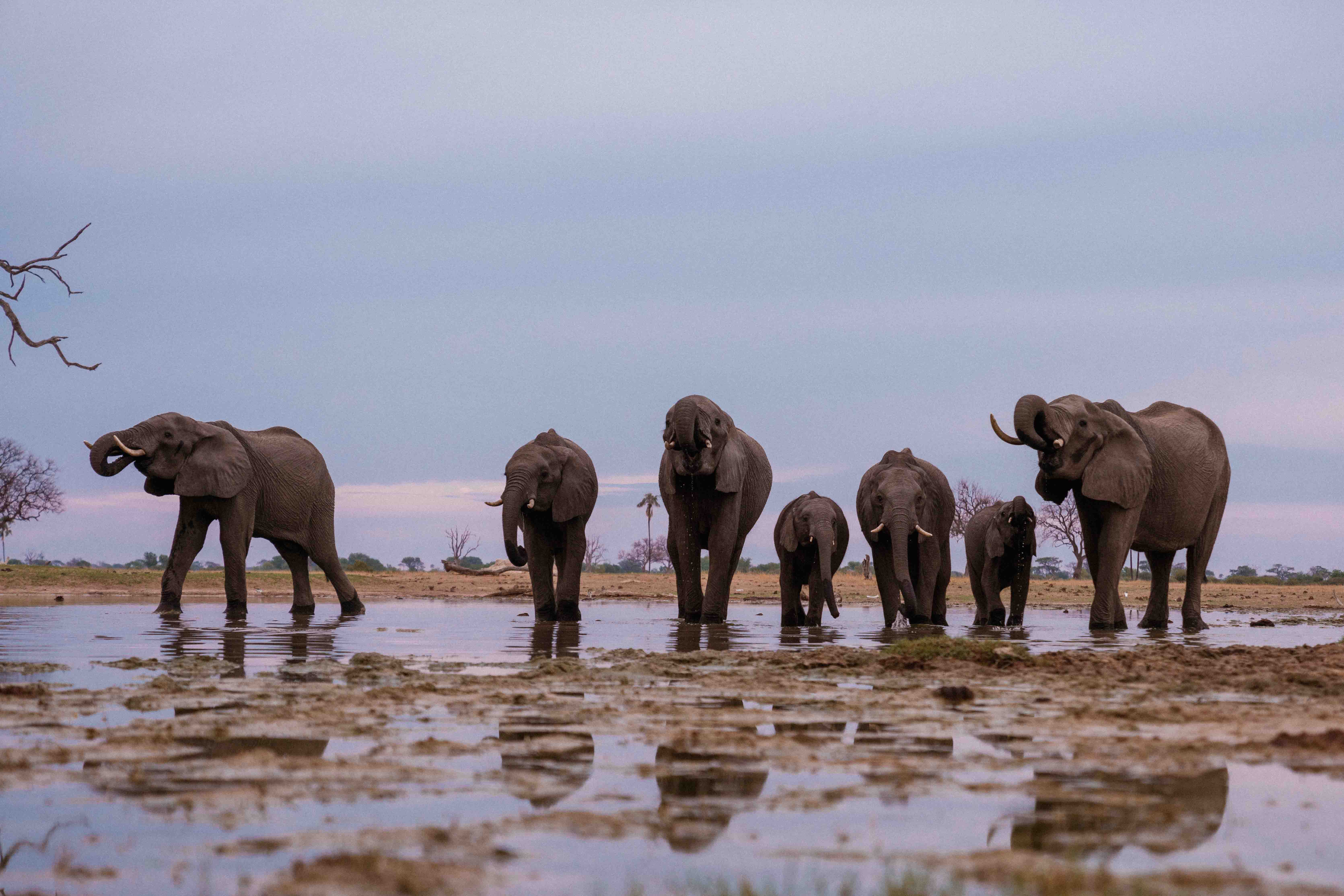Elephants drinking Zambezi River sunset