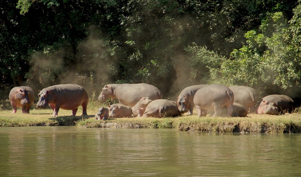 Hippo pod Zambezi River Lower Zambezi