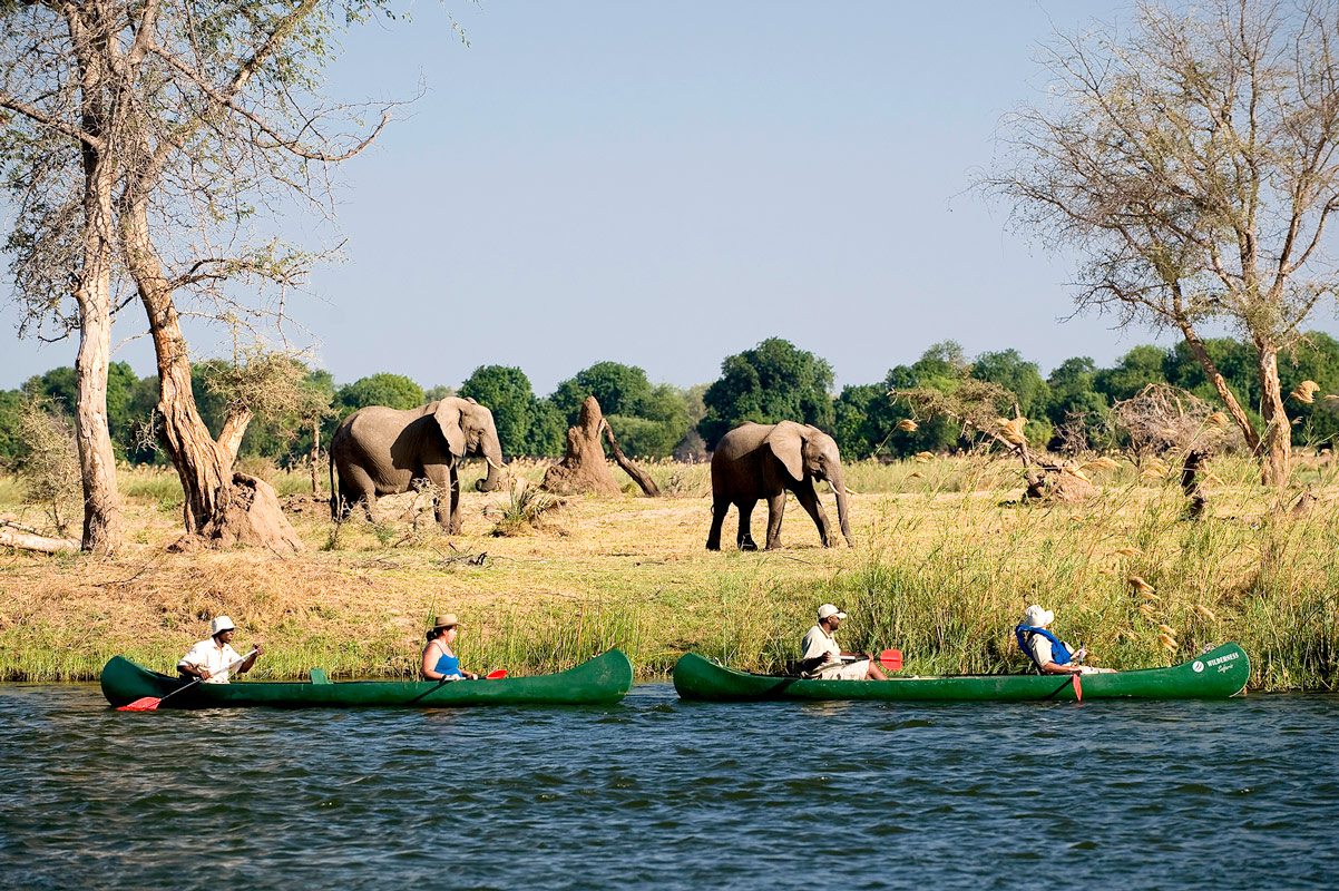 Canoe safari wildlife encounter Lower Zambezi