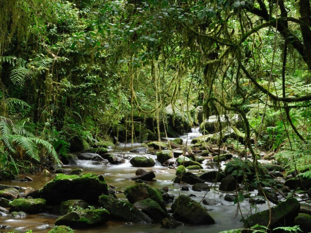 Rainforest stream in the Ranomafana valley beside Hotel Manja