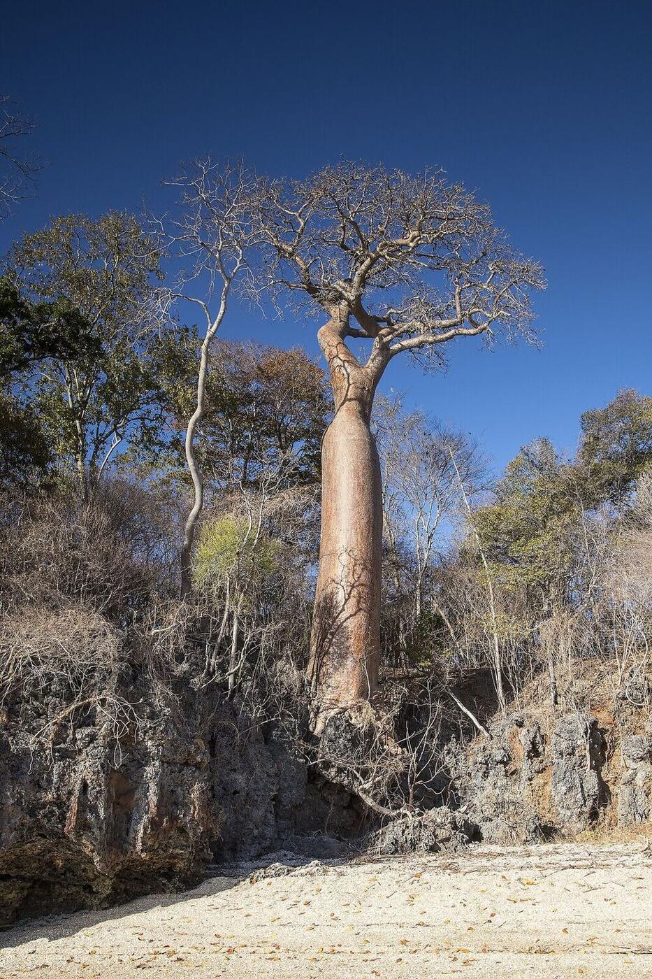 The baobab amoureux near Morondava