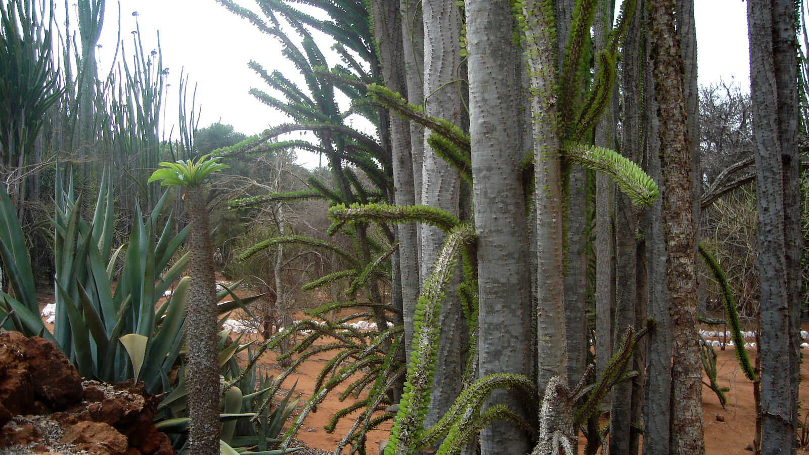 Berenty Reserve landscape