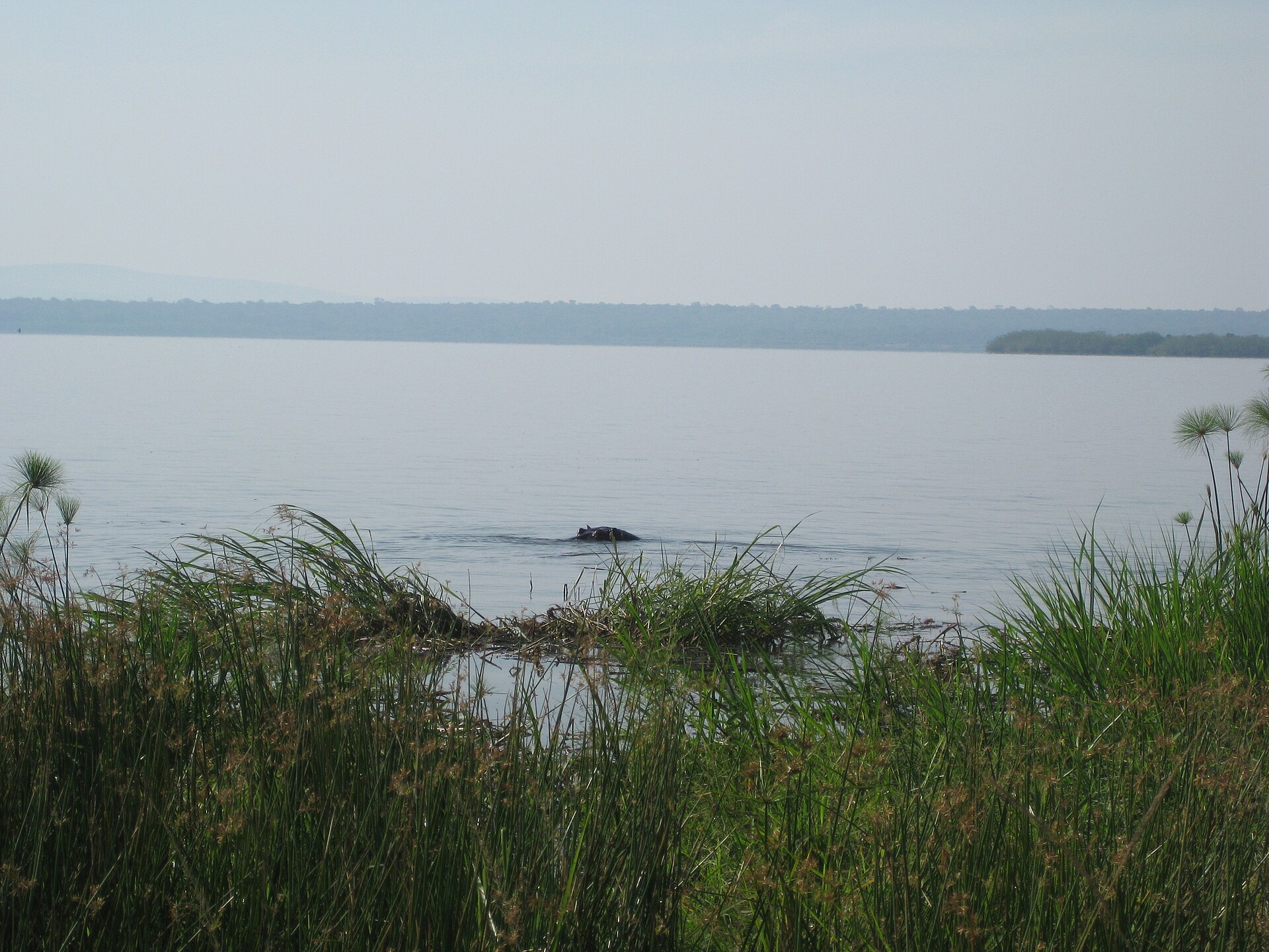 Hippos in Akagera