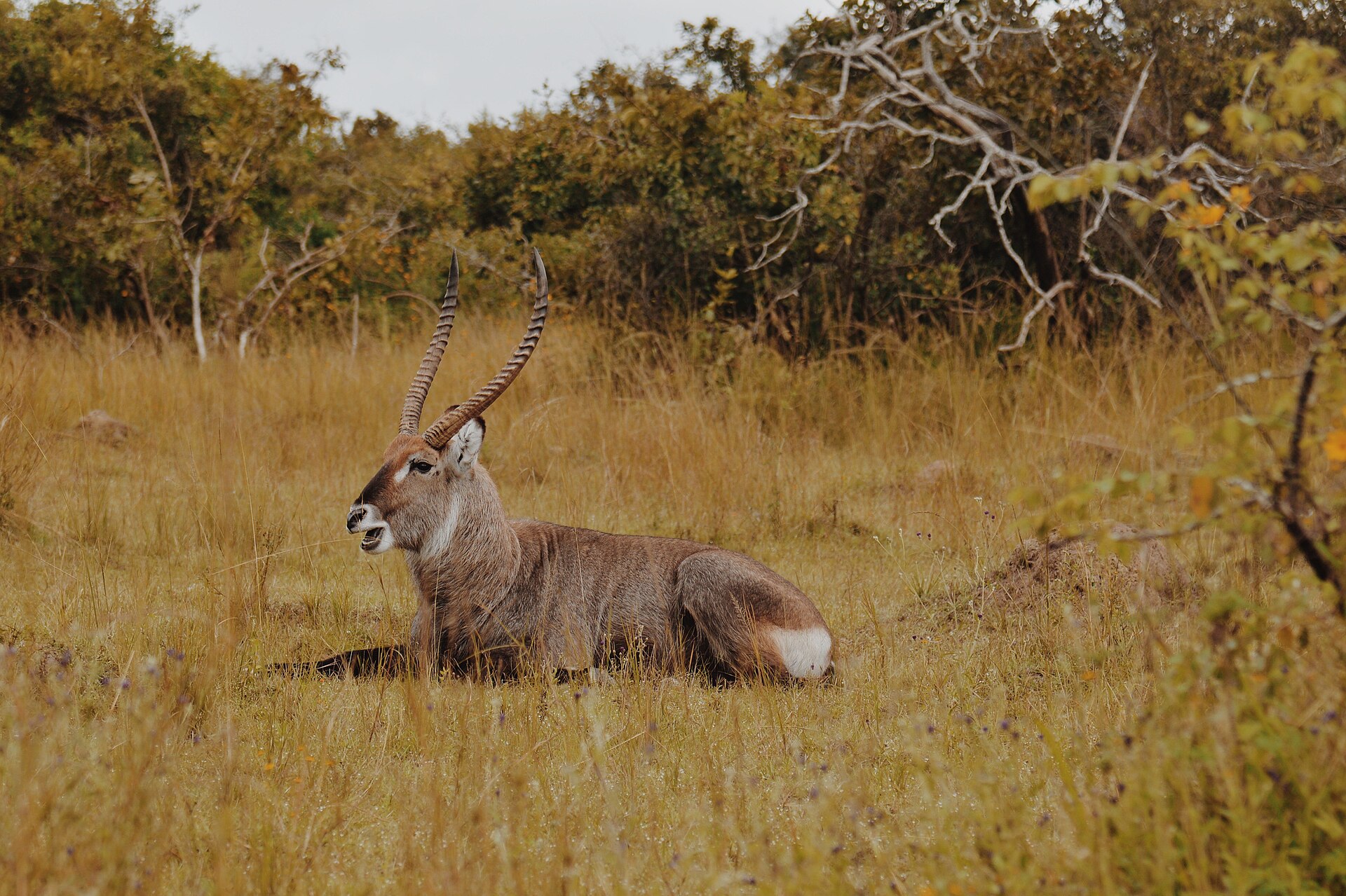 Impala in Akagera
