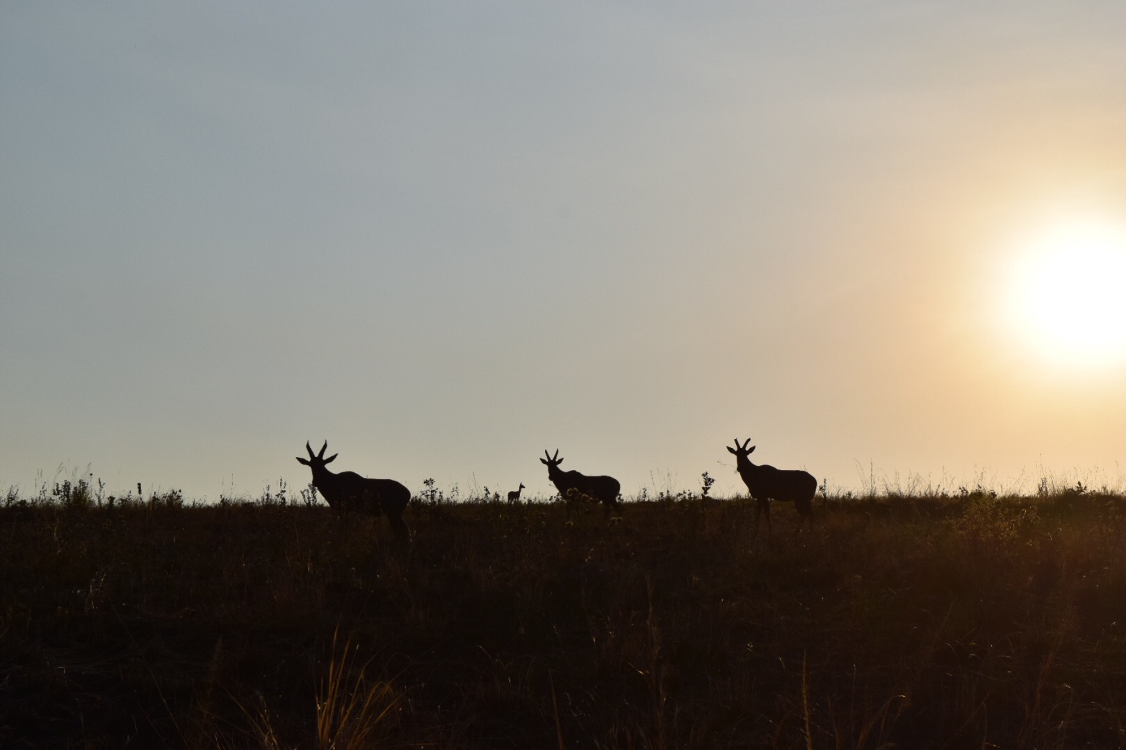 Sunset in Akagera