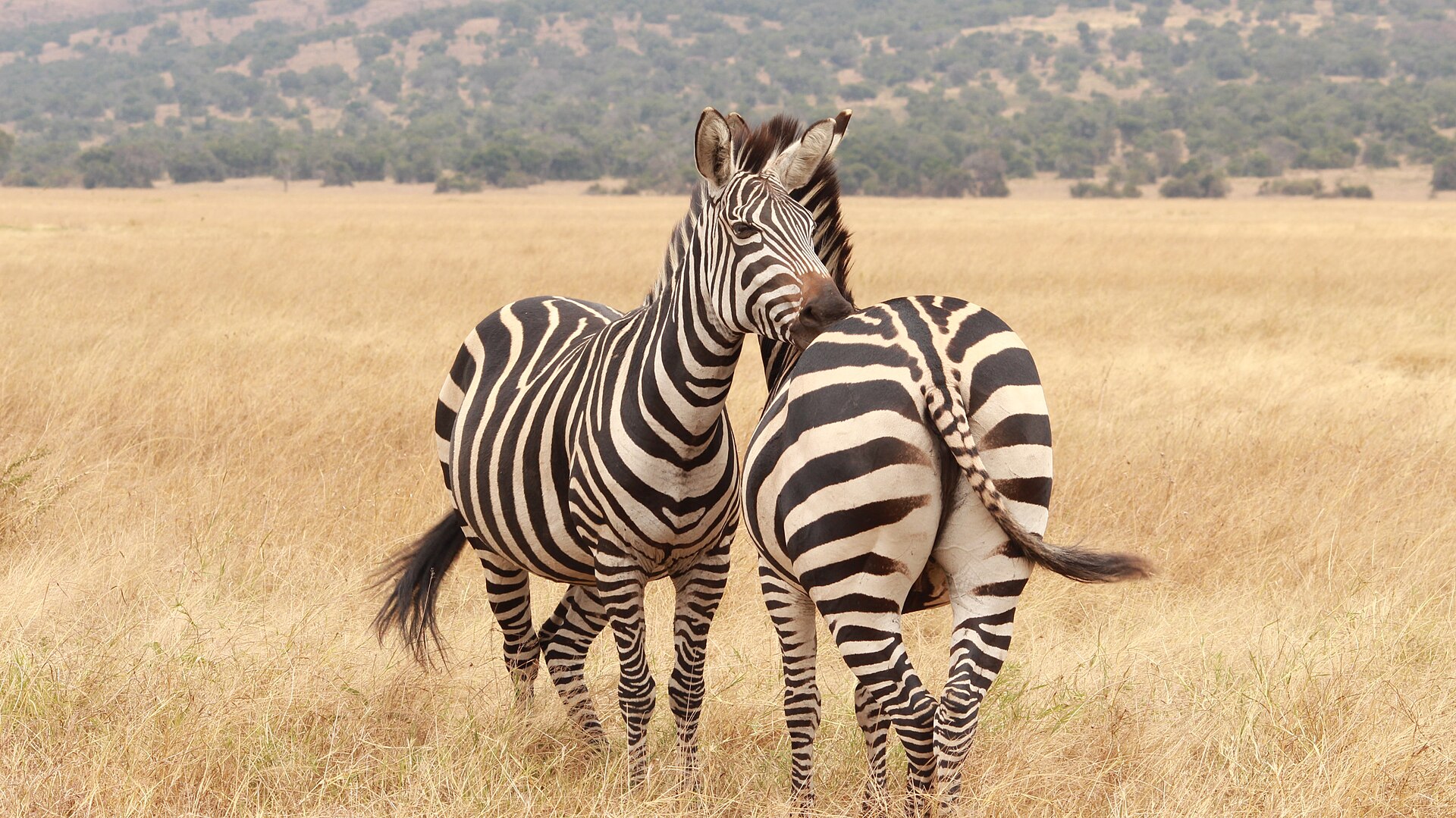 Zebra in Akagera