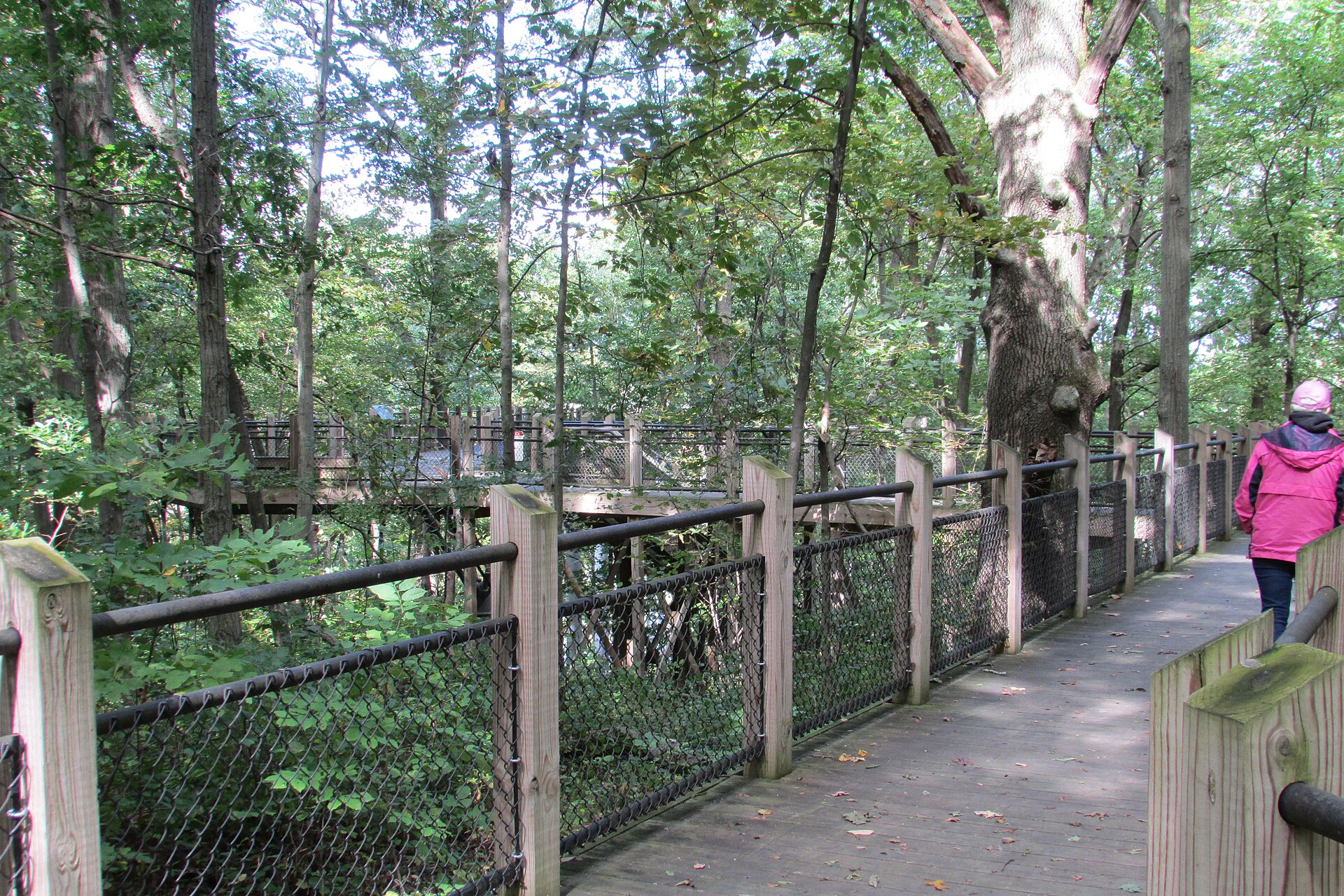 Nyungwe canopy bridge