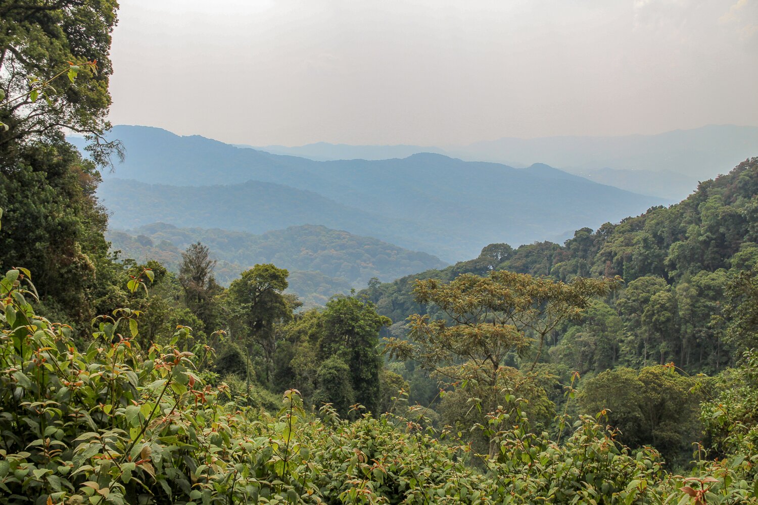 Nyungwe rainforest interior