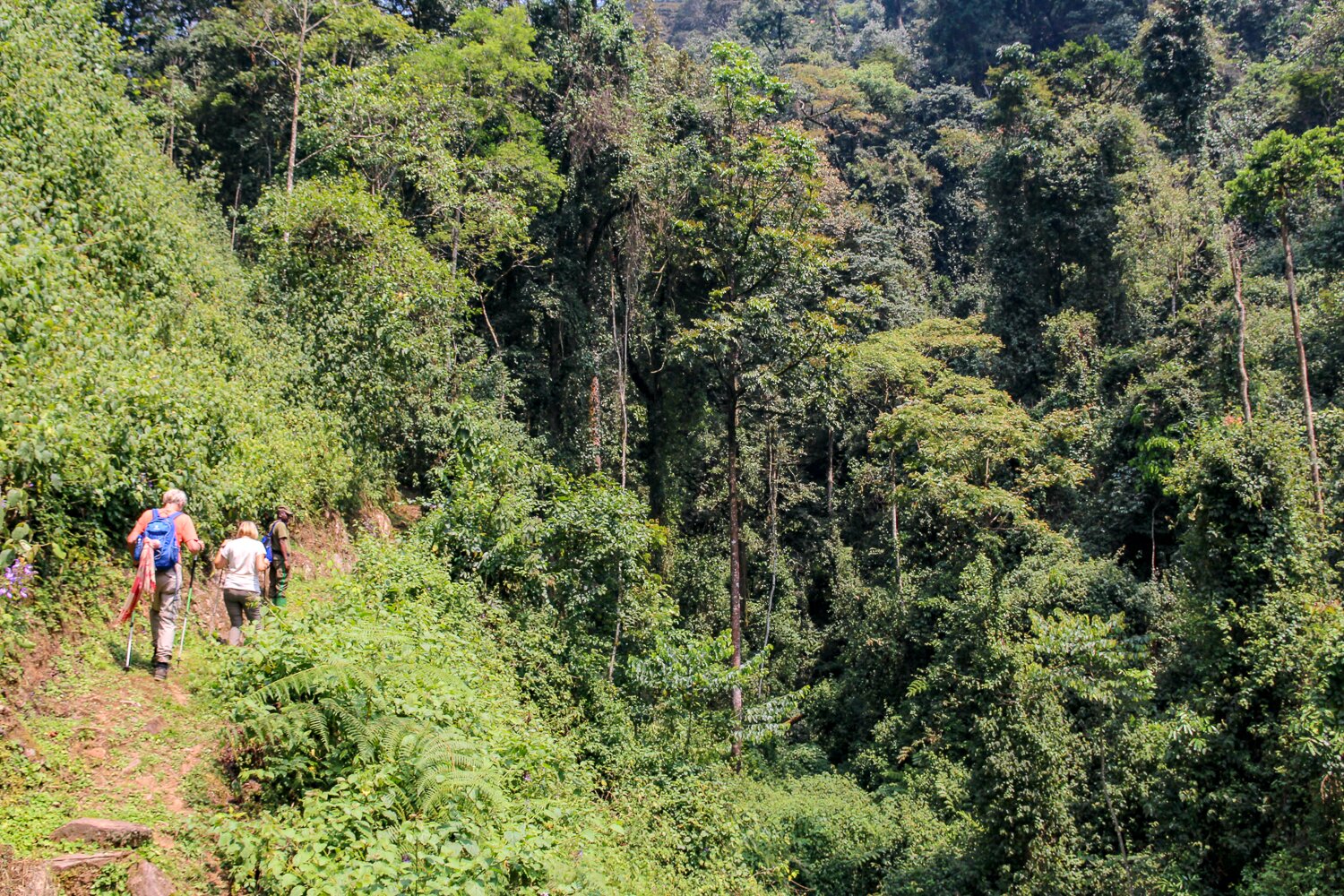 Hiking in Nyungwe
