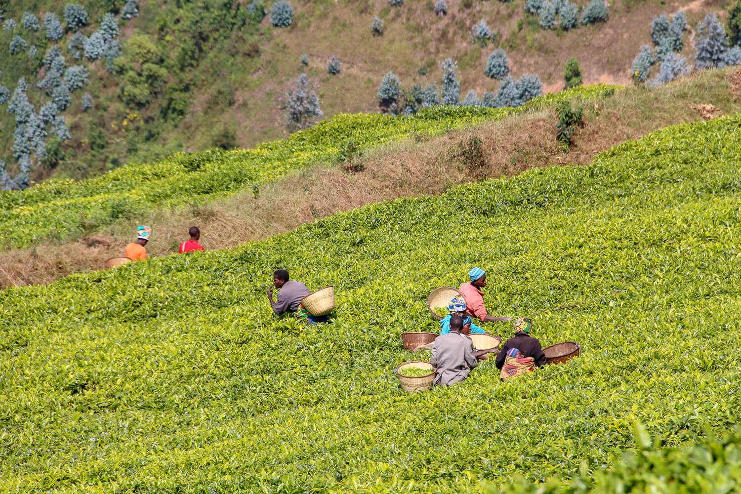 Tea estates by Nyungwe