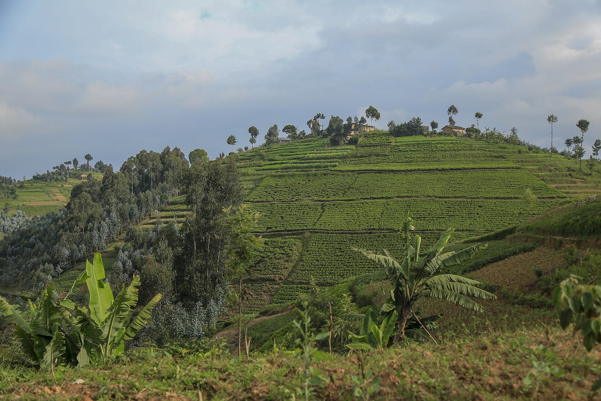 The terraced green hills of Rwanda's countryside rolling to the horizon under a soft morning light