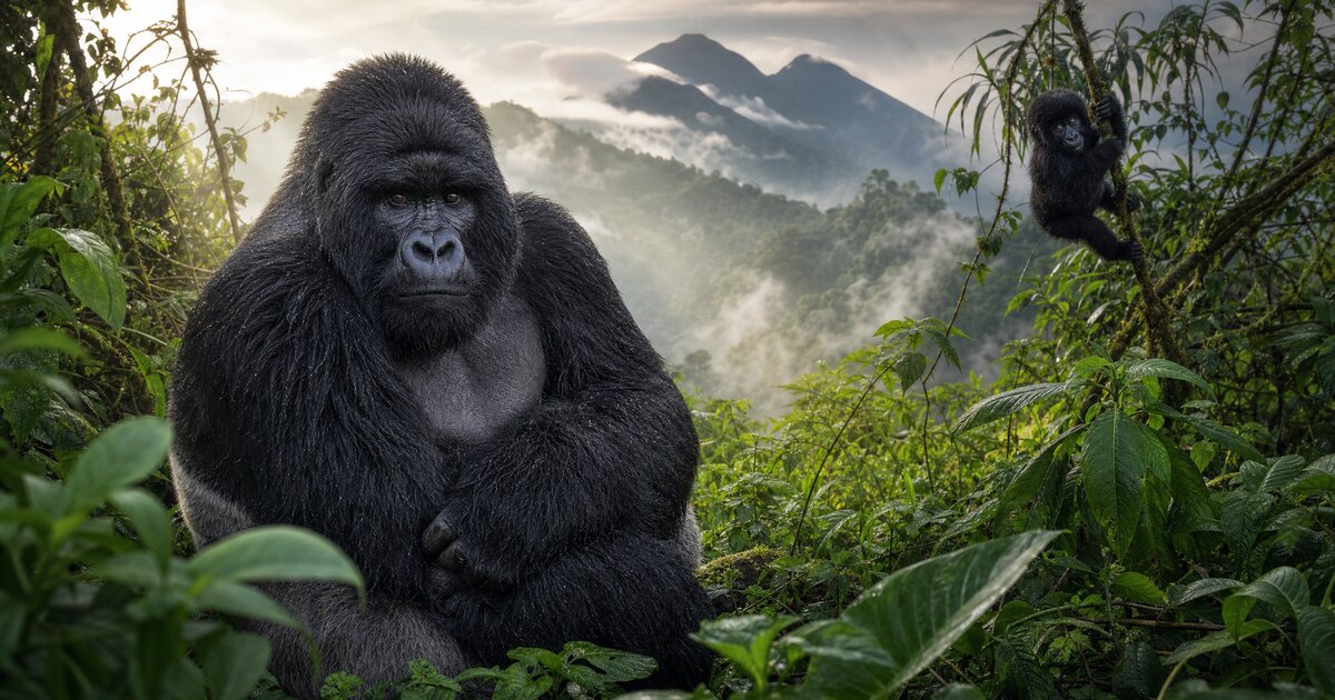 Rwanda Gorilla Trekking: The Experience of a Lifetime