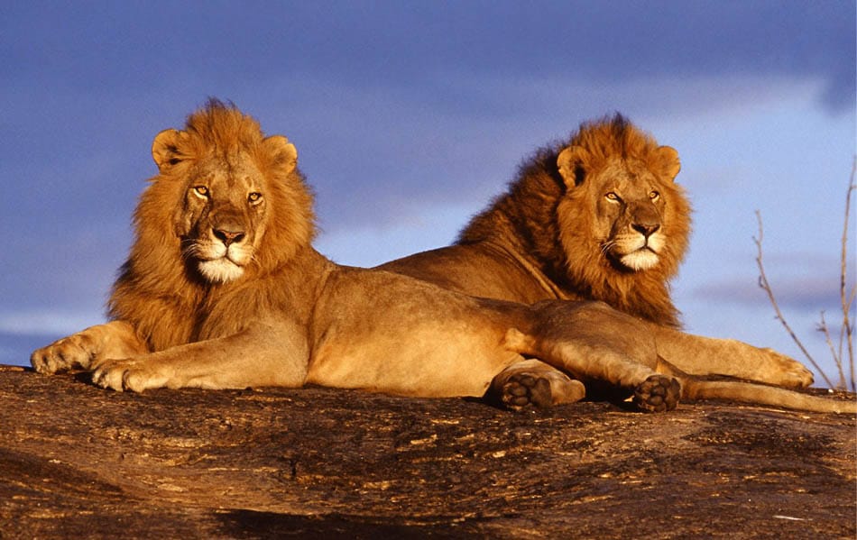 Kruger & Safari Country