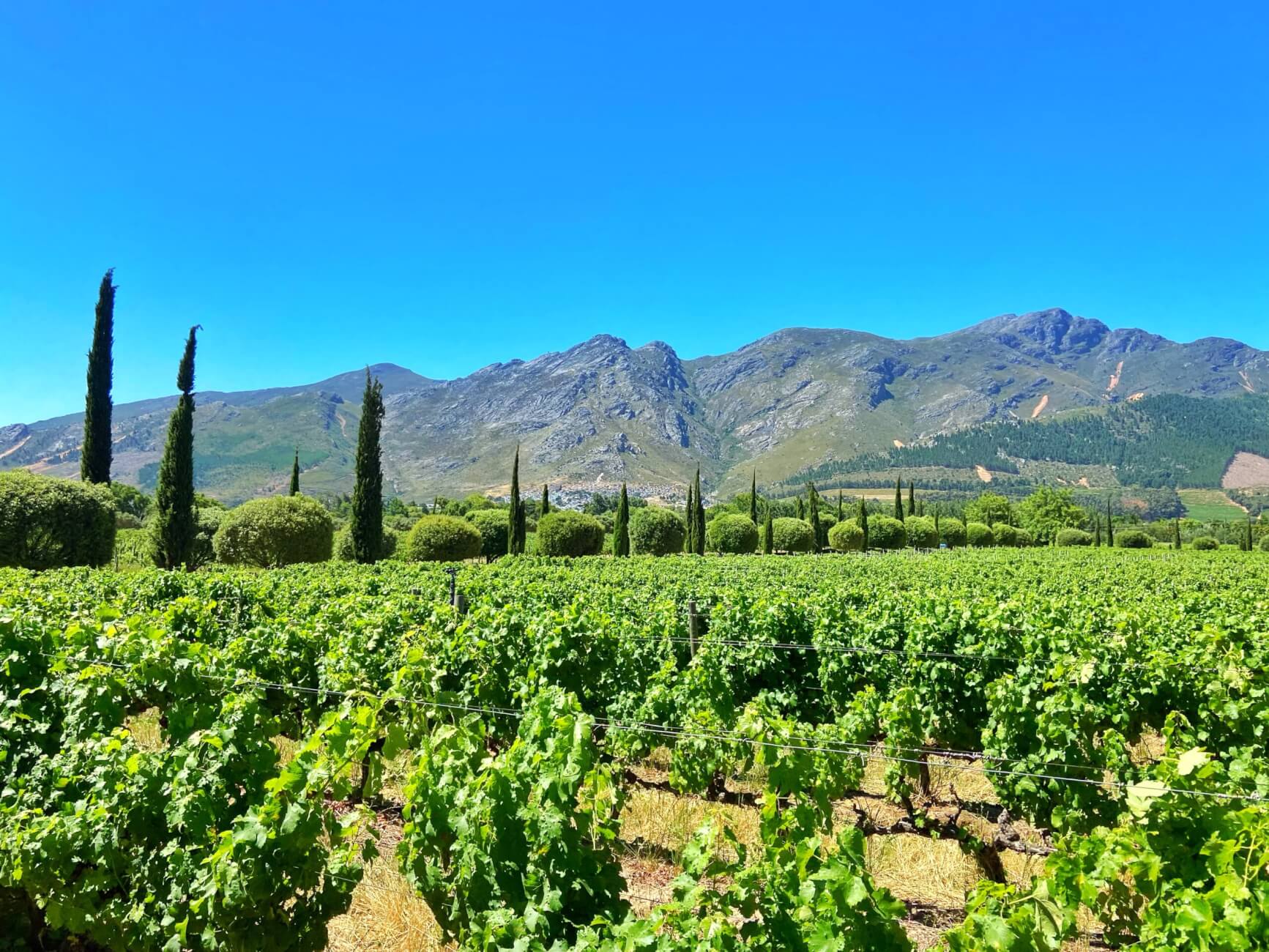Cape Winelands