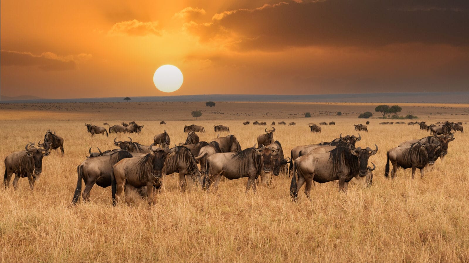 The Great Migration across the Serengeti plains