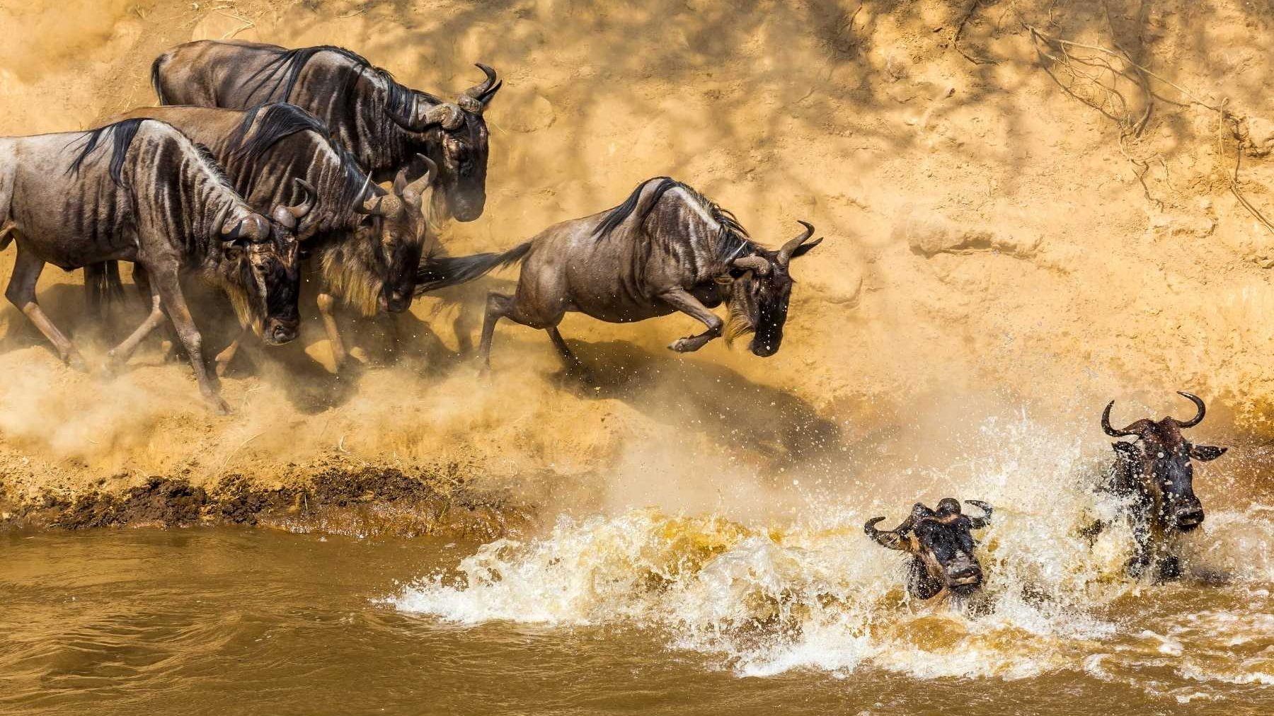 The Great Serengeti Migration: When & Where to See It