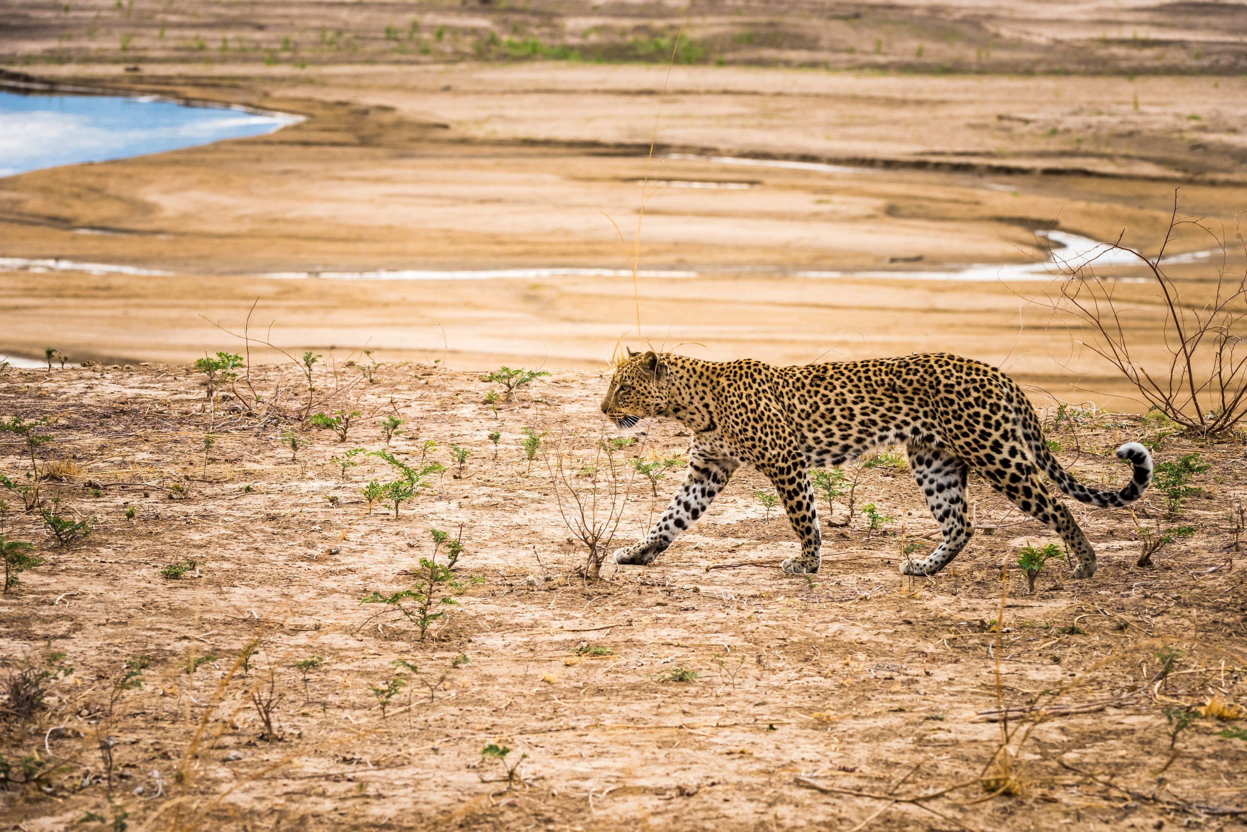 Nyerere National Park (formerly Selous)