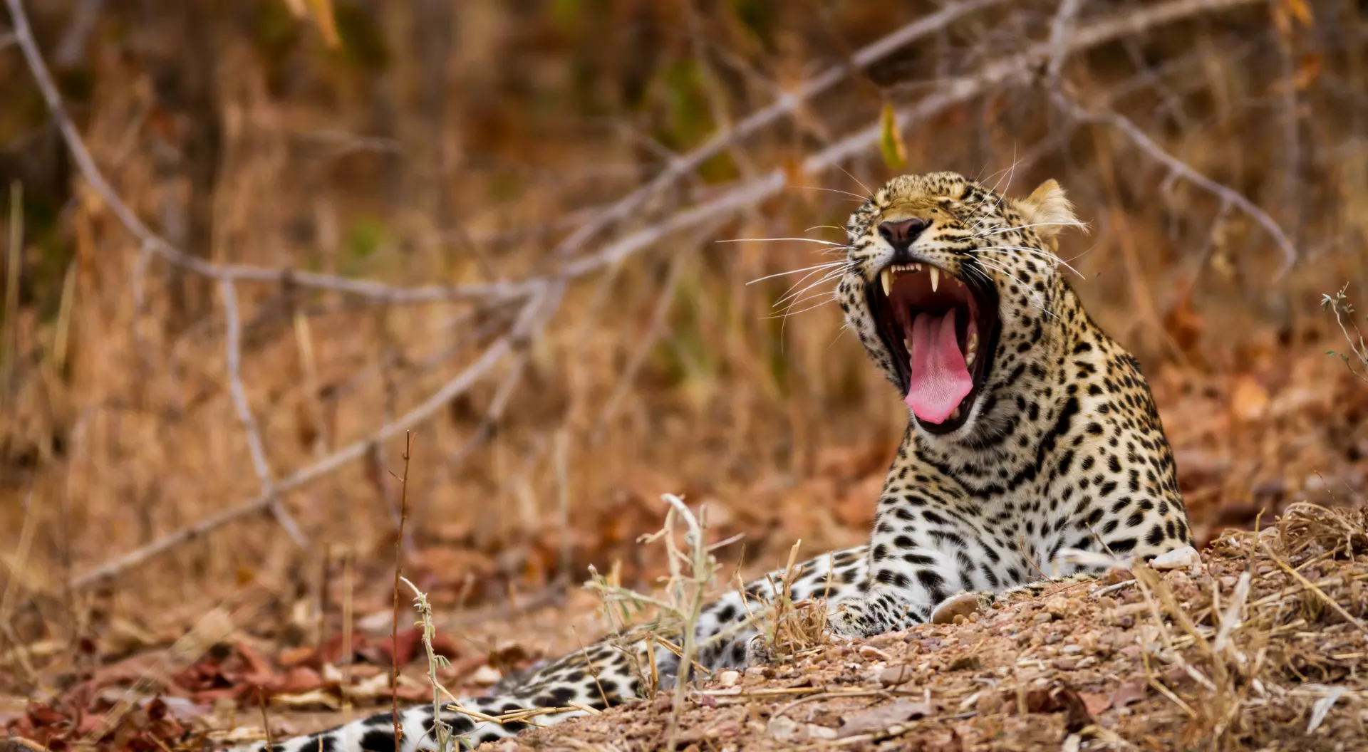 Lower Zambezi National Park