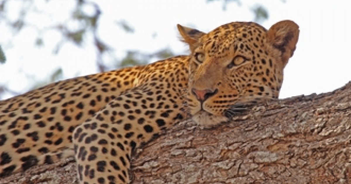 South Luangwa National Park