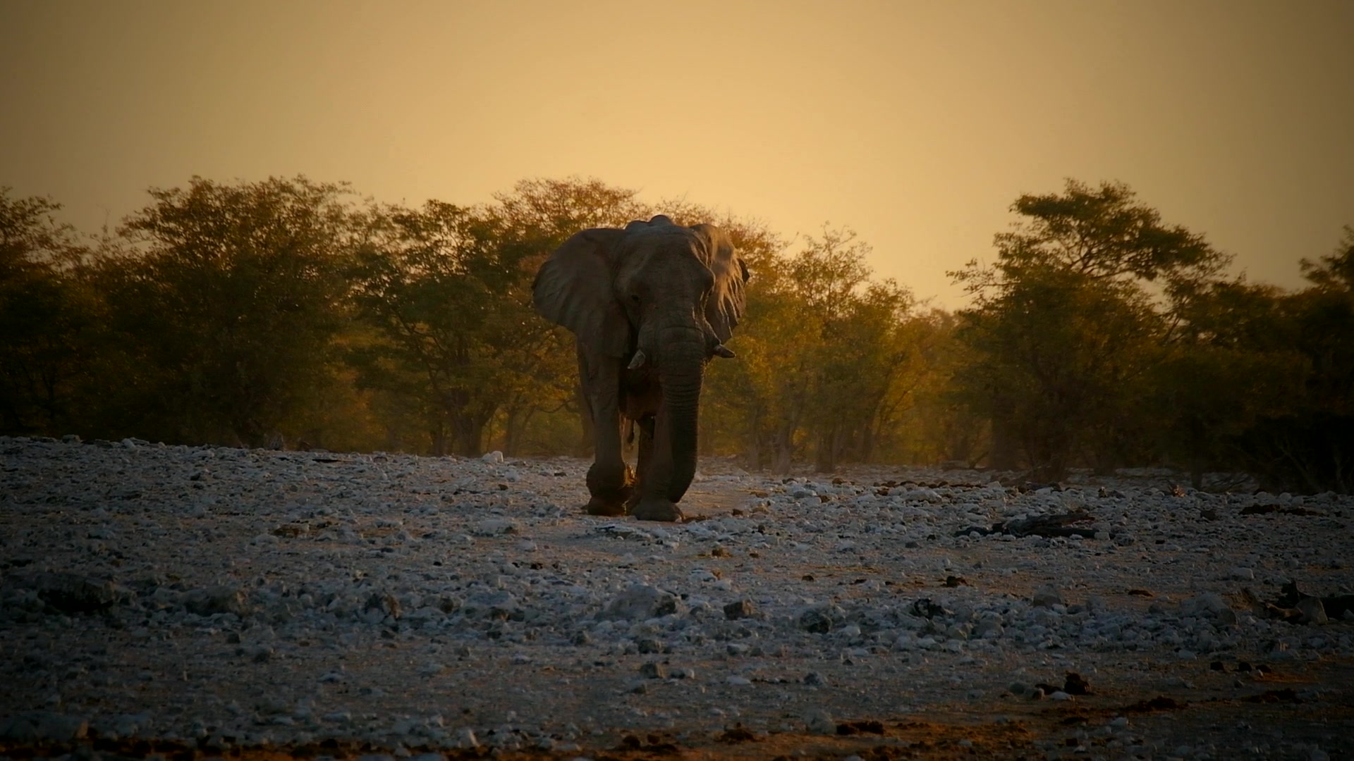 Golden light over Etosha Pan