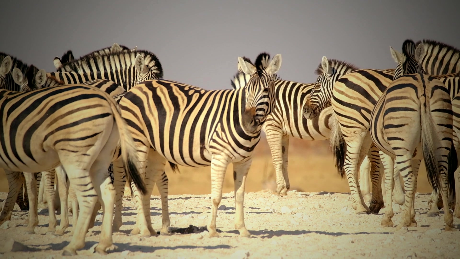 Game gathering at an Etosha waterhole at dusk