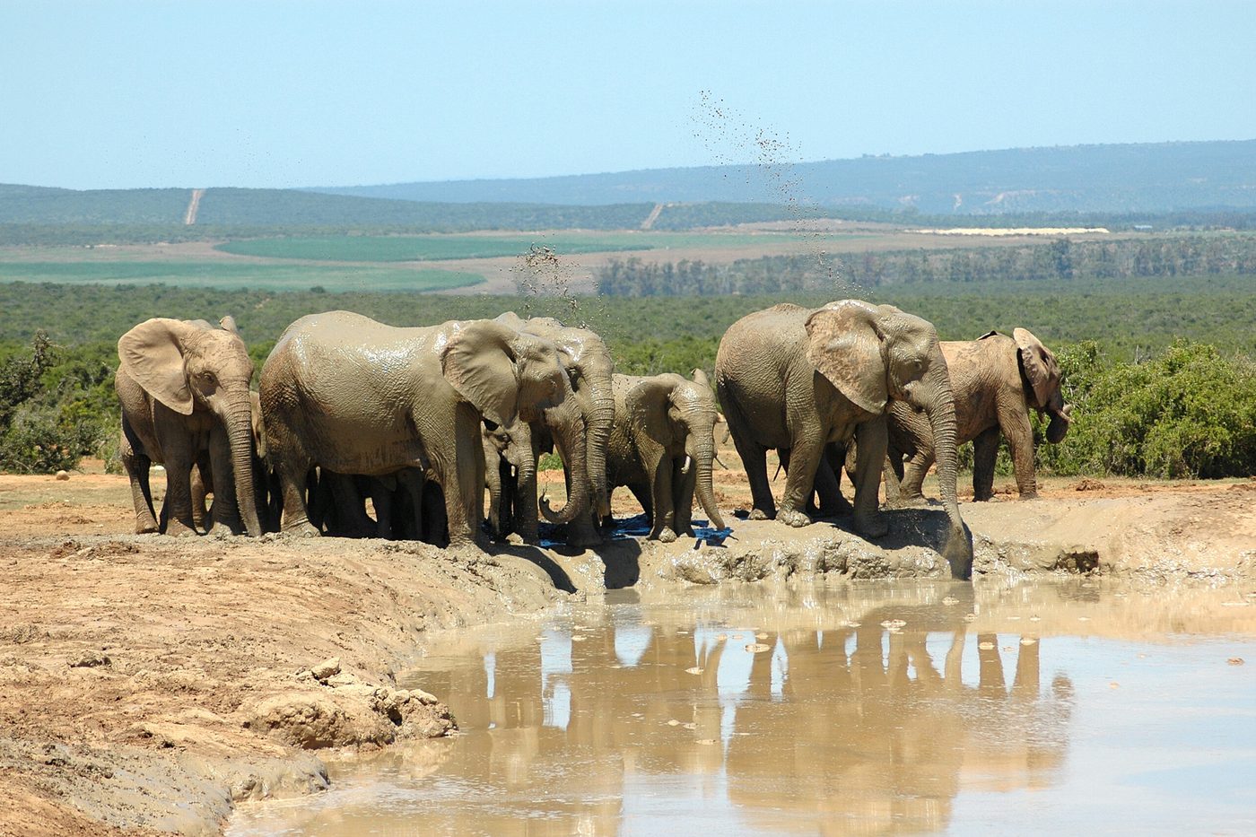 Elephants at Addo Elephant National Park on the Garden Route