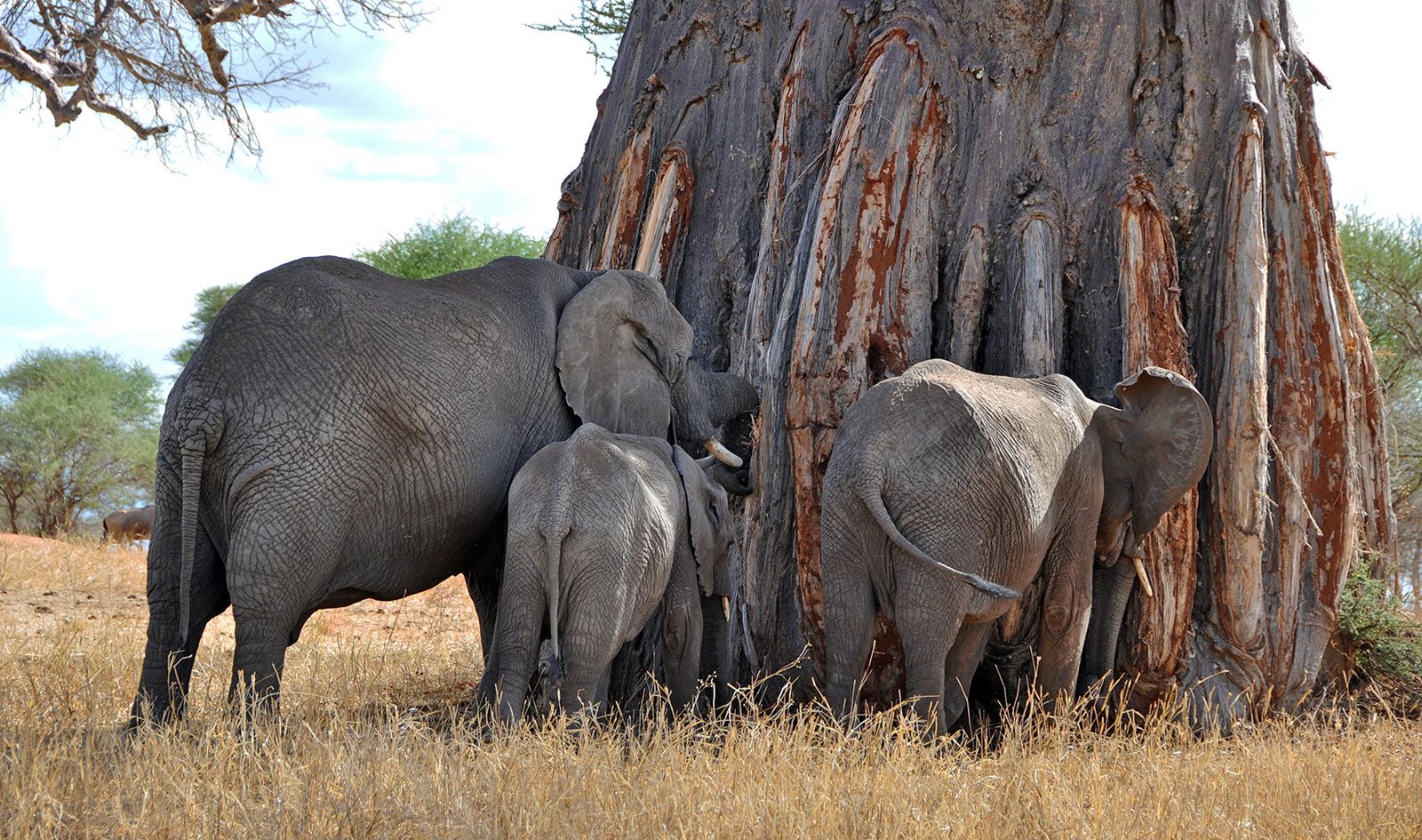 Elephants and baobabs in Ruaha