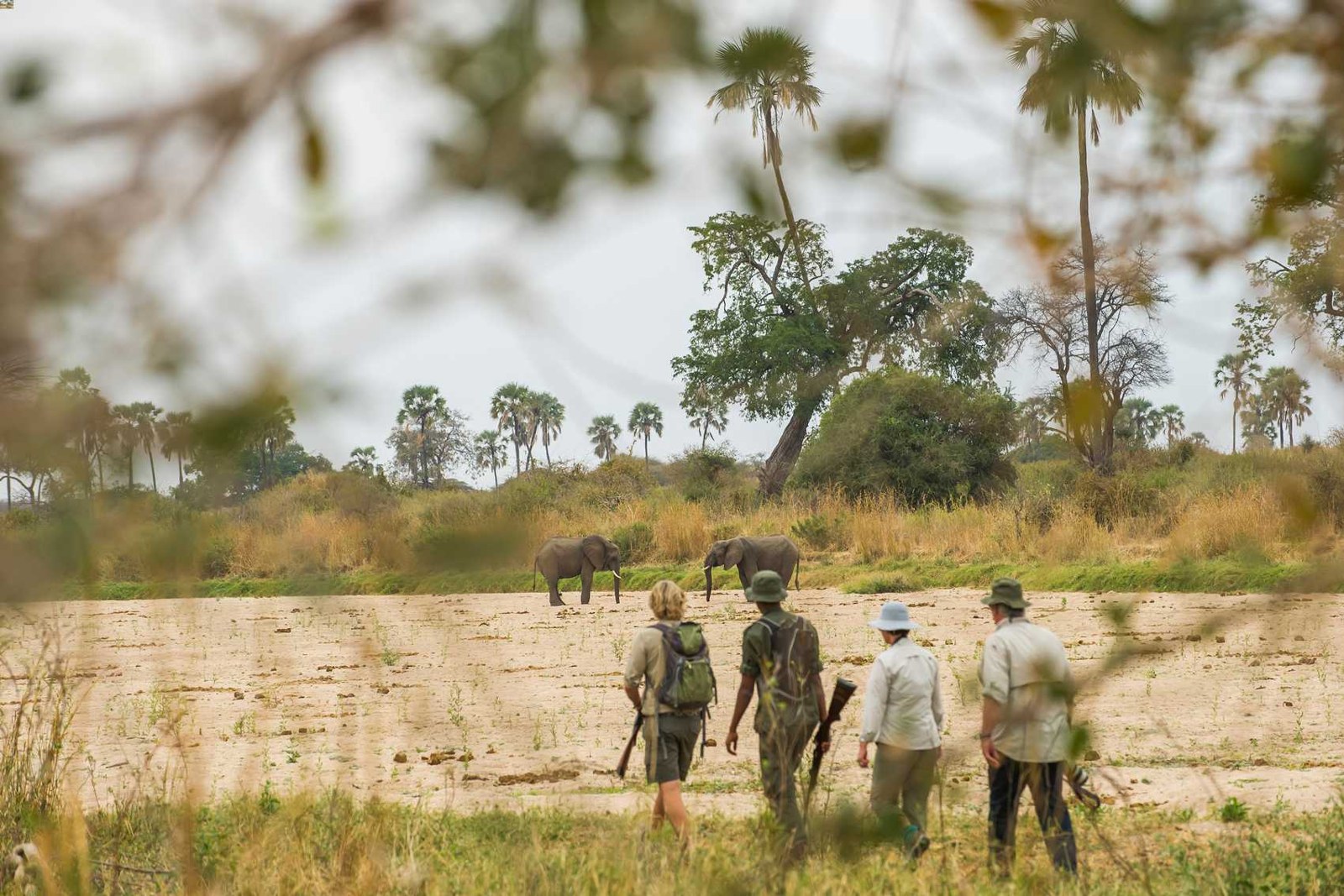 Walking safari in Ruaha