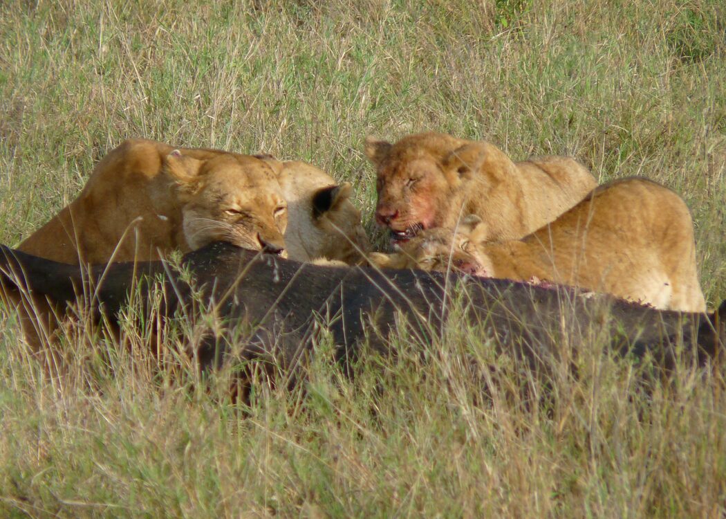 Lion pride in Ruaha