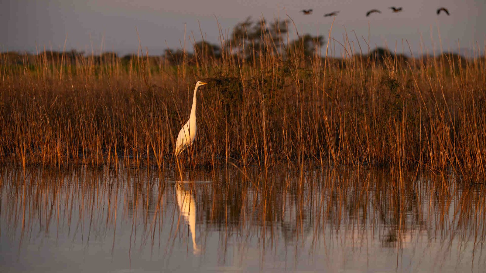 Bird in a Ruaha wetland