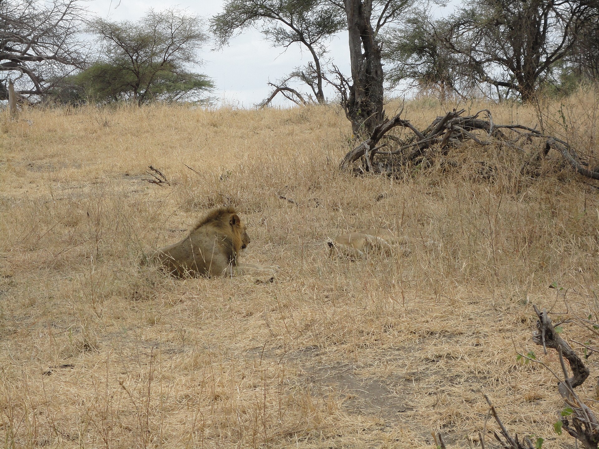 Big Five game drive in Akagera National Park