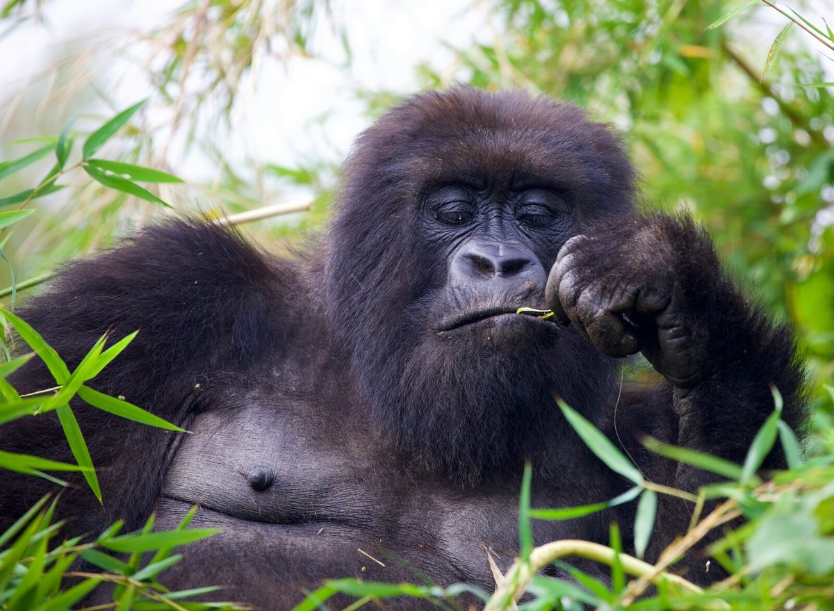 Family sharing a life-changing gorilla encounter in Volcanoes National Park