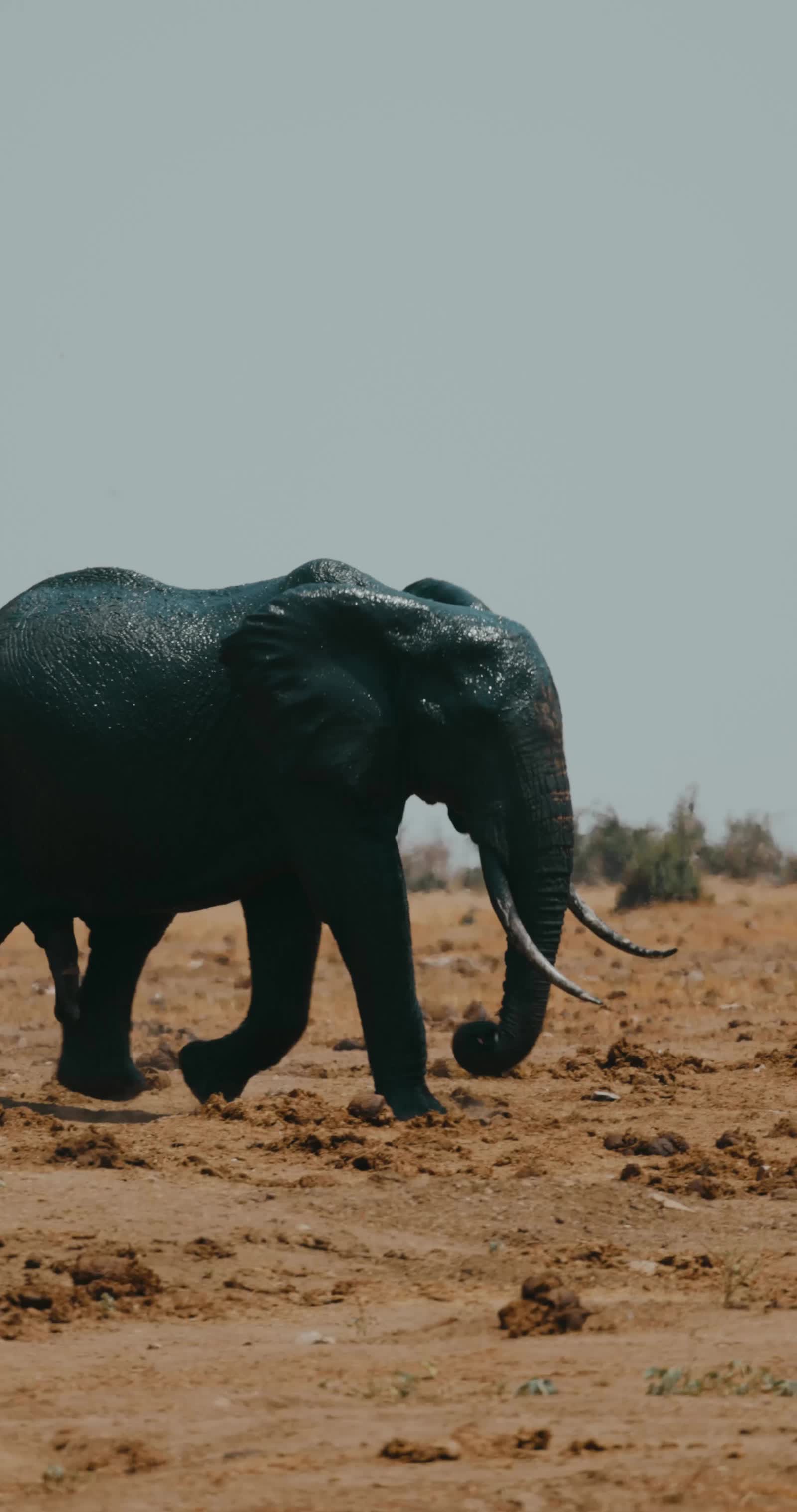 Wildlife on the plains of the Makgadikgadi