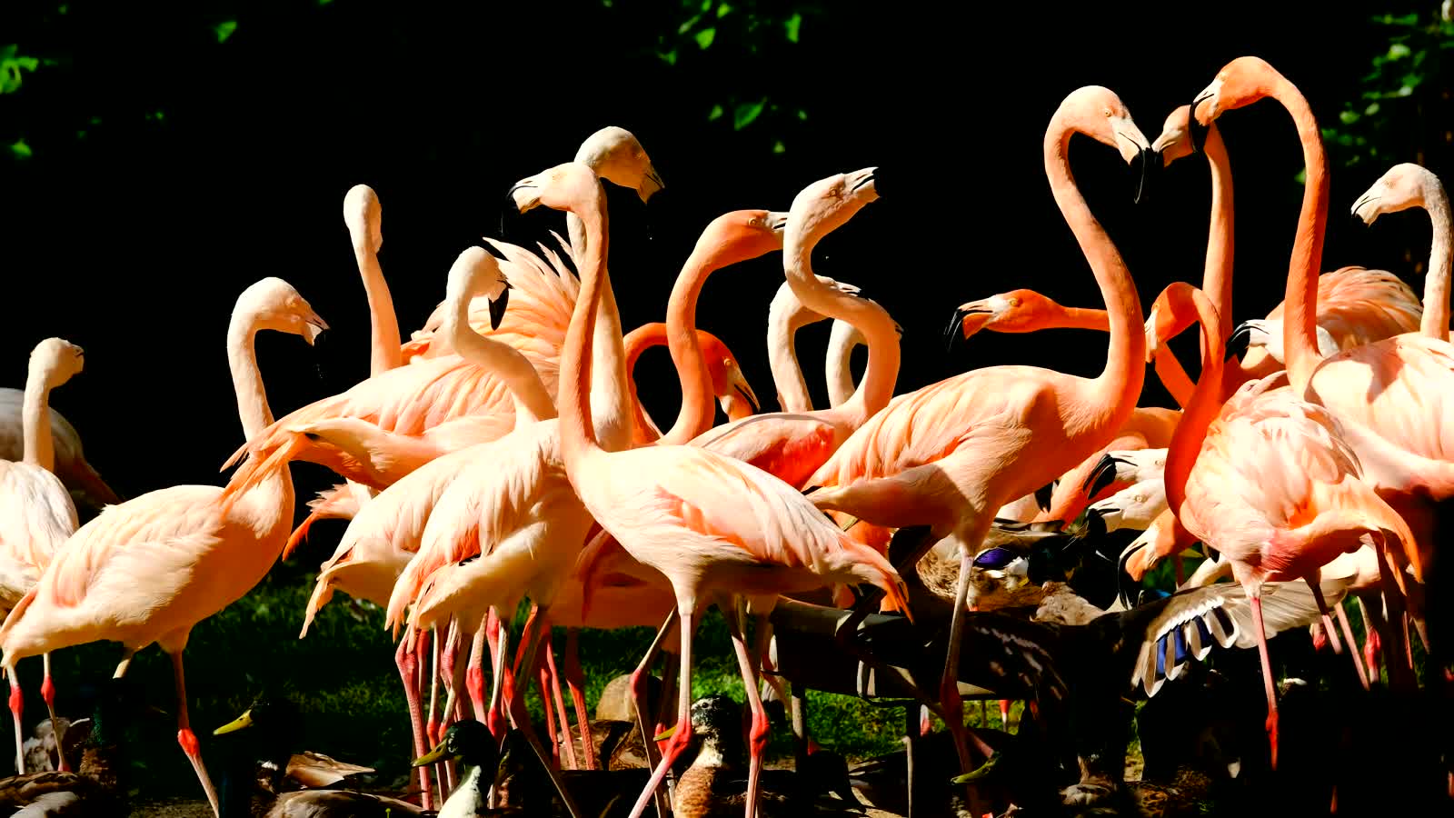 A flock of flamingos on Sua Pan