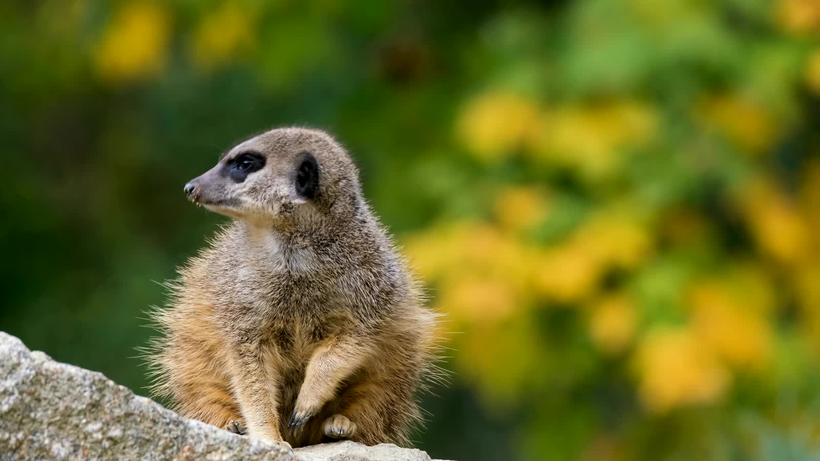 A meerkat standing sentinel