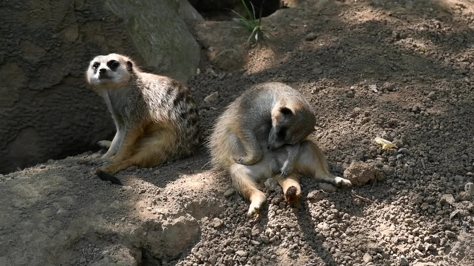 Two meerkats on the sand