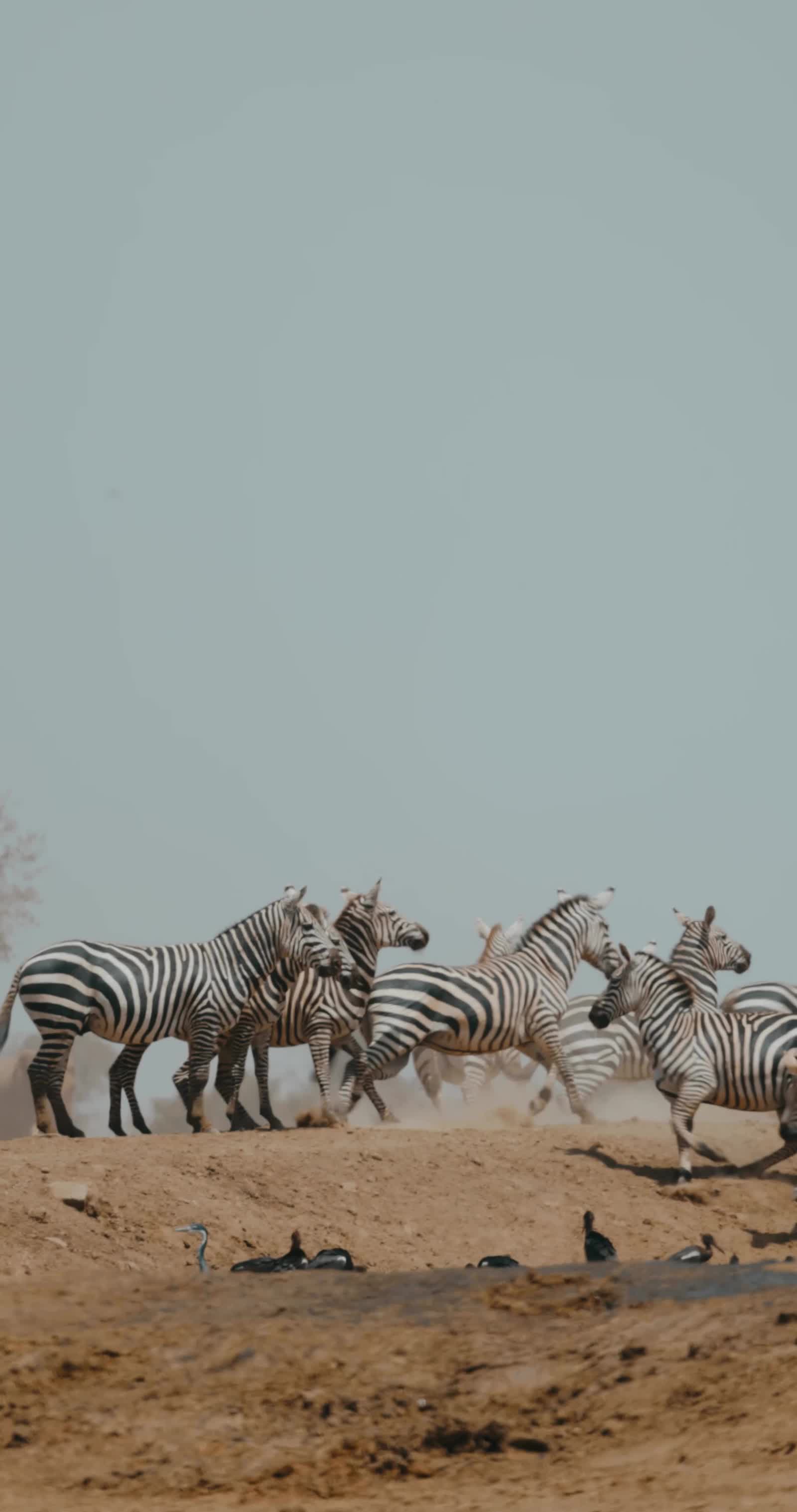 A herd of zebra on the Makgadikgadi grasslands
