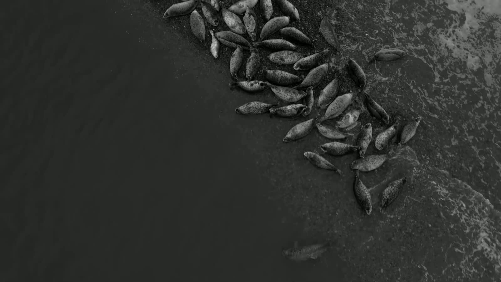 Cape fur seals crowding the shore
