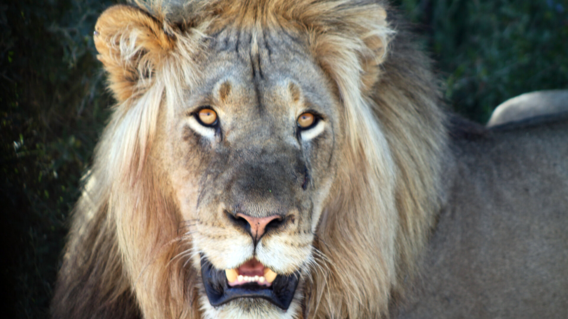 A lion lit by low golden light on an open Karoo reserve, the kind of malaria-free Big Five country a 2-day safari from Cape Town reaches in a single afternoon's drive.