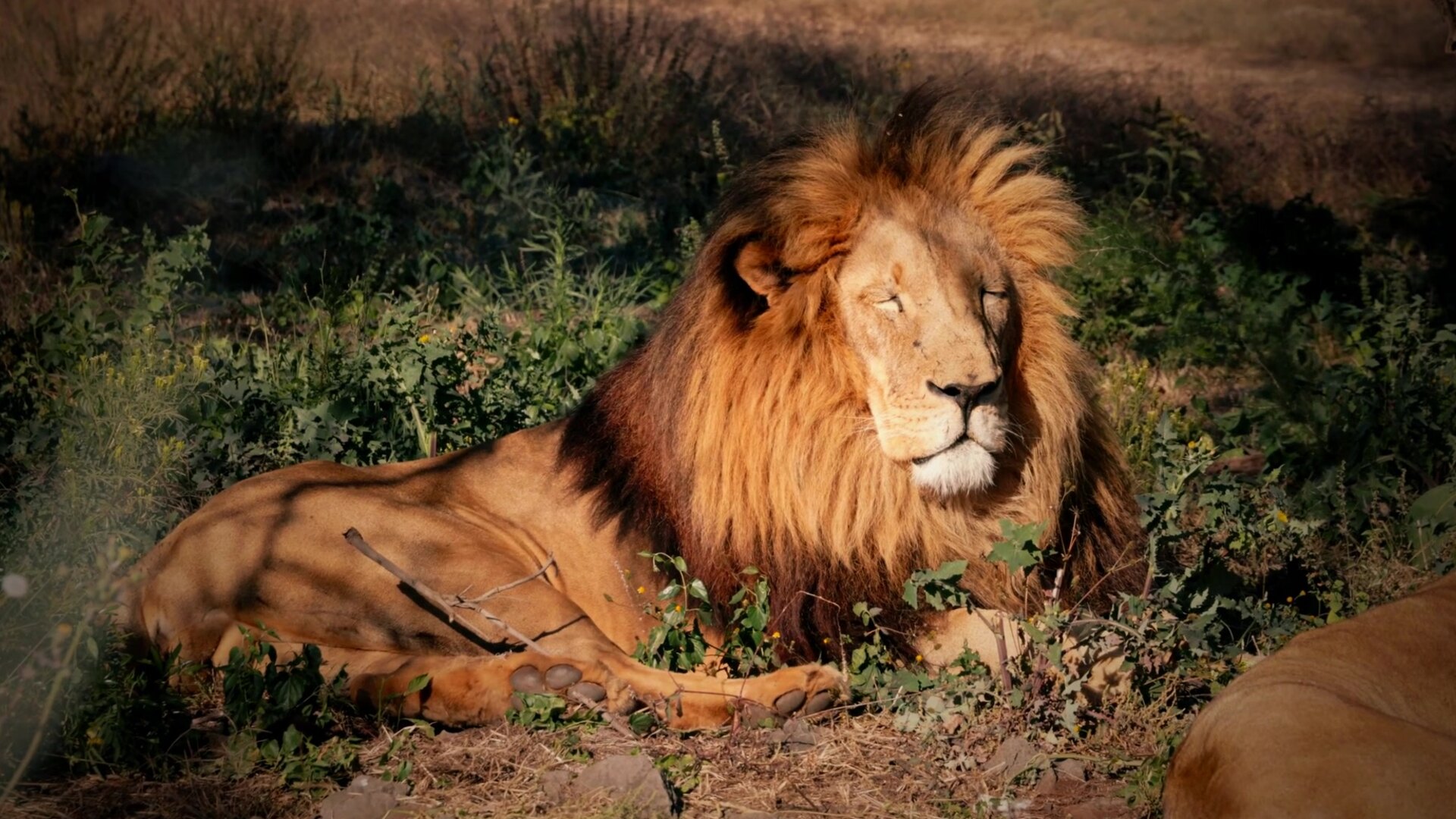 A lion resting in Western Cape fynbos at golden hour, the kind of Big Five sighting a short safari from Cape Town is built around.