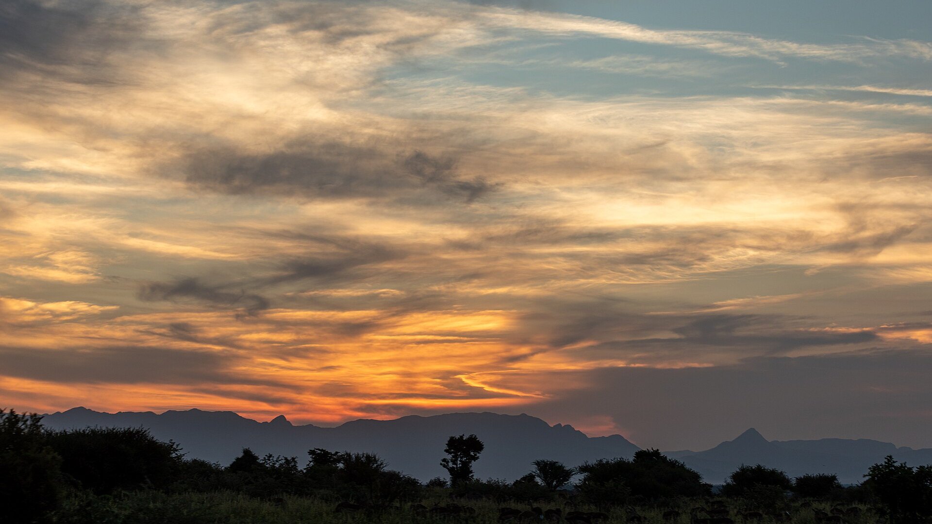 A herd of elephants crossing golden savanna at sunset on a 7-day African safari