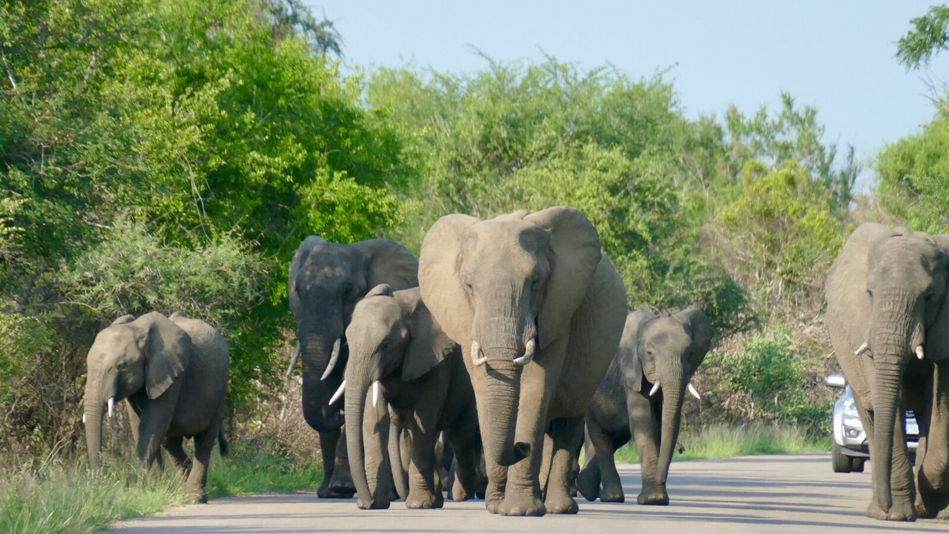 An elephant herd with a young calf in the greater Kruger, the wildlife highlight of a 7-day family Cape Town and Kruger safari