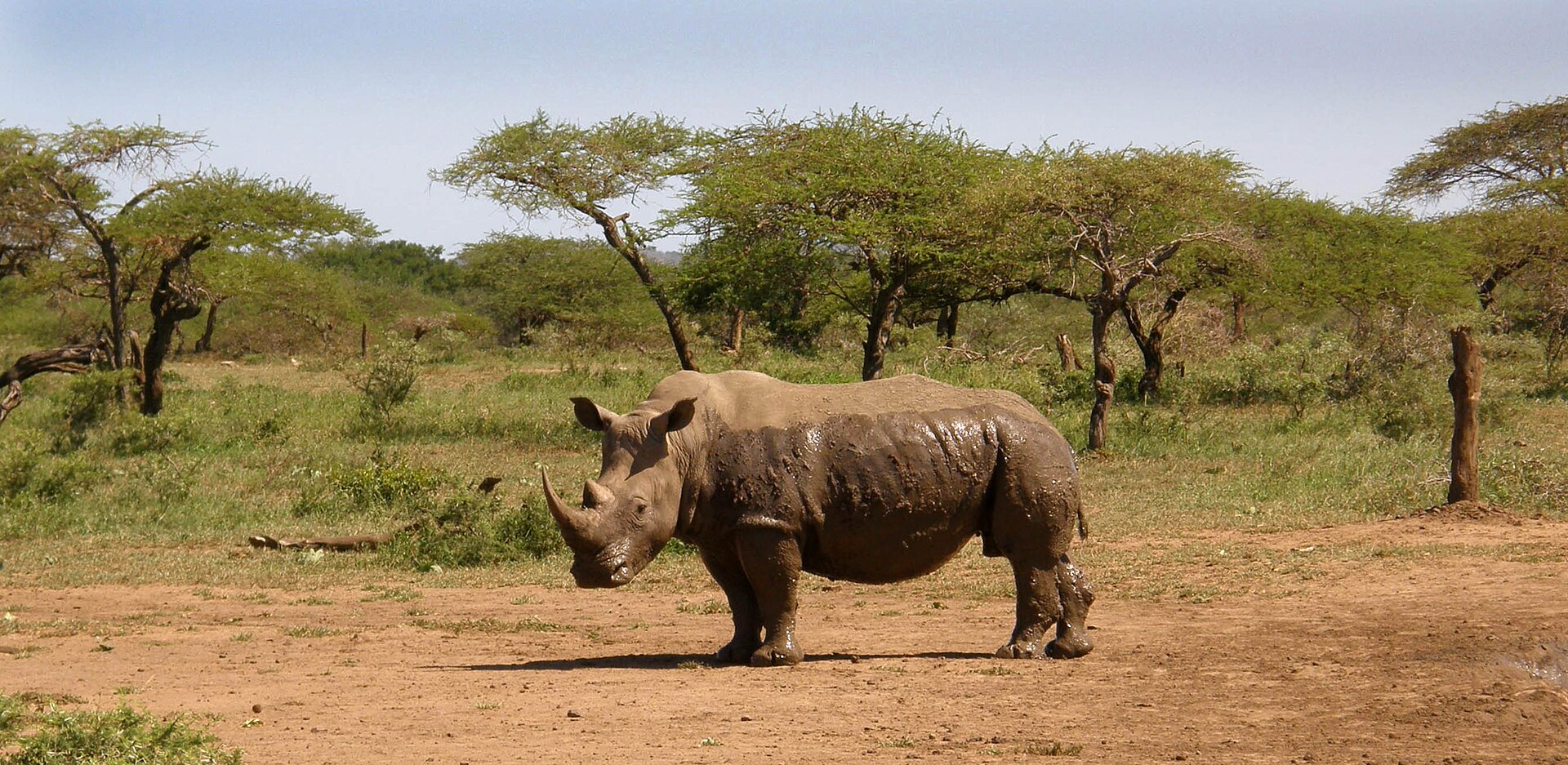 White rhinoceros in Hluhluwe-iMfolozi Park