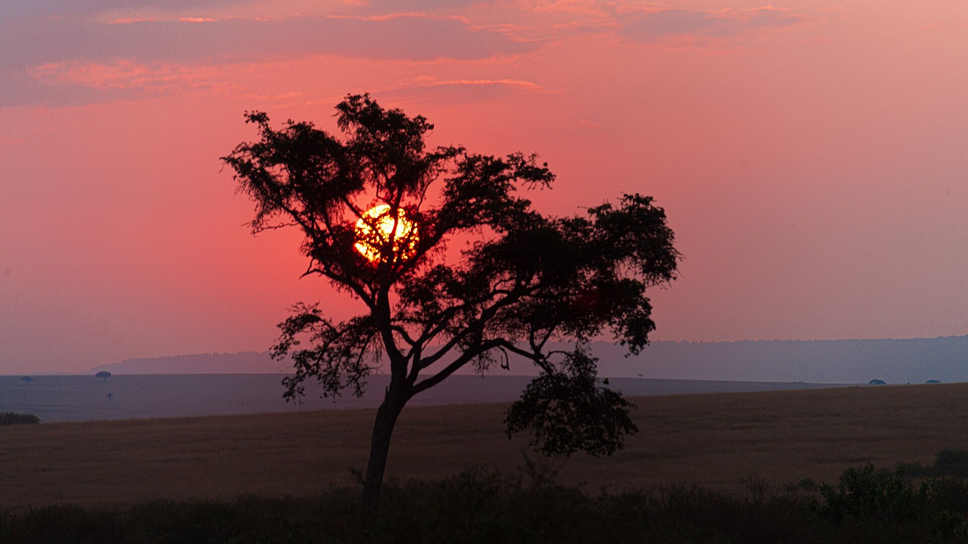 A sunset behind an acacia tree on the African savanna — affordable African safari honeymoon packages from $5,500 per person