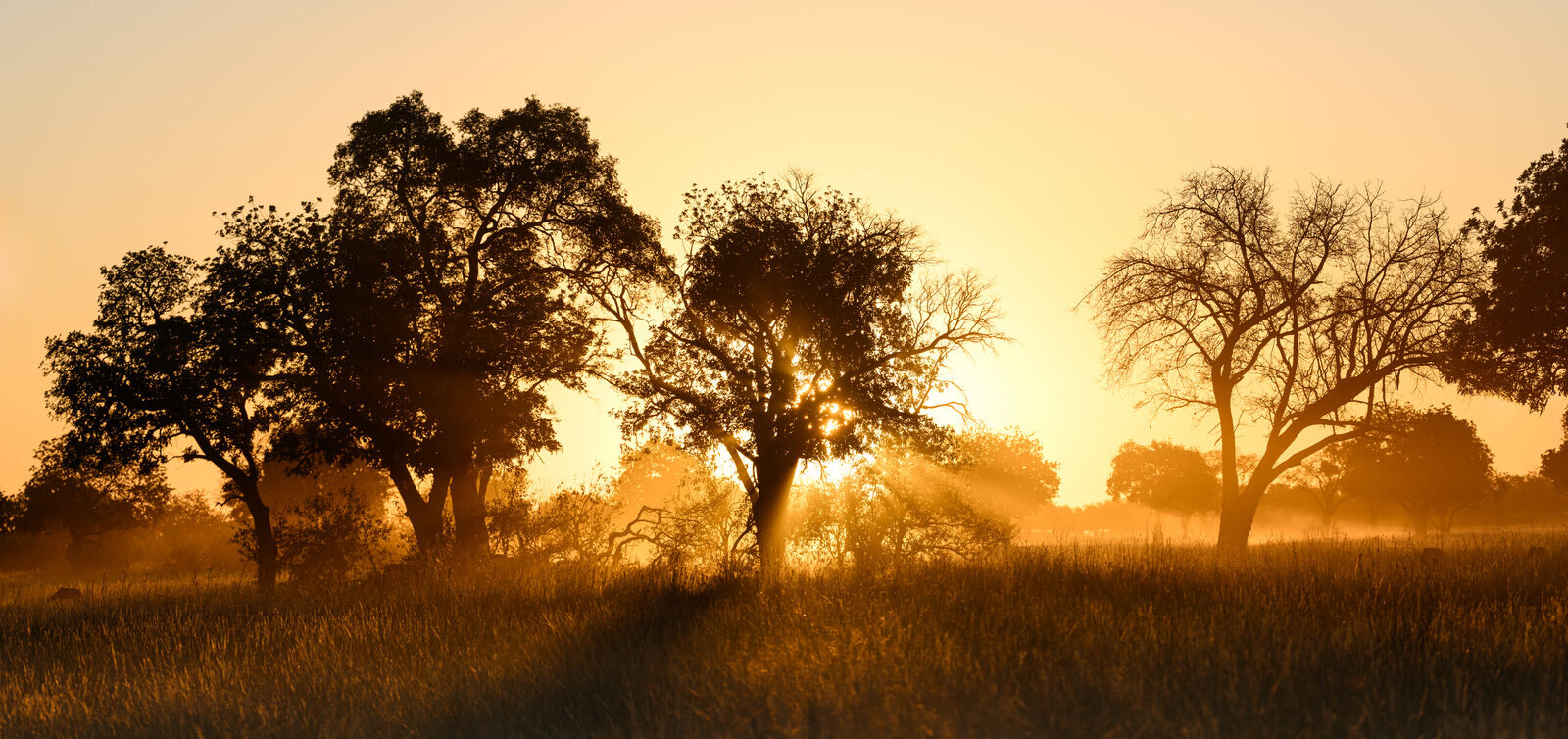 A dugout mokoro poler silhouetted against a golden Okavango Delta sunset — the affordable soul of a Botswana safari