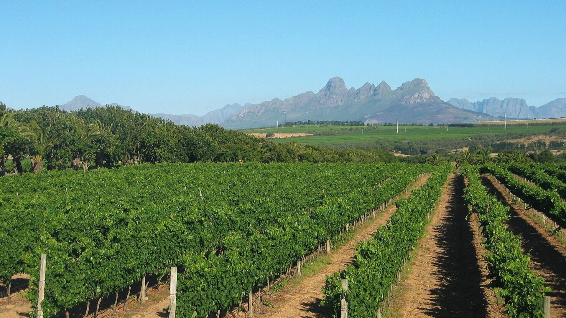 A mountain vineyard glowing at golden hour in the Cape Winelands, a classic affordable South African honeymoon setting