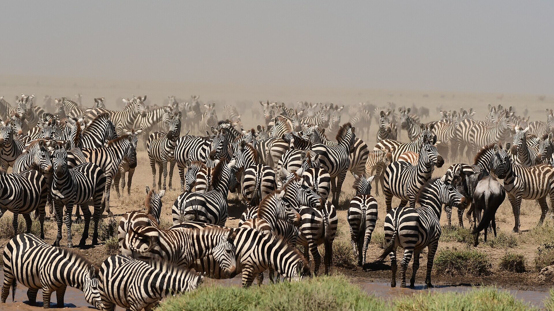A great herd of zebra massed on the golden East African plains — the abundance of wildlife that makes a combined Kenya and Tanzania safari such extraordinary value